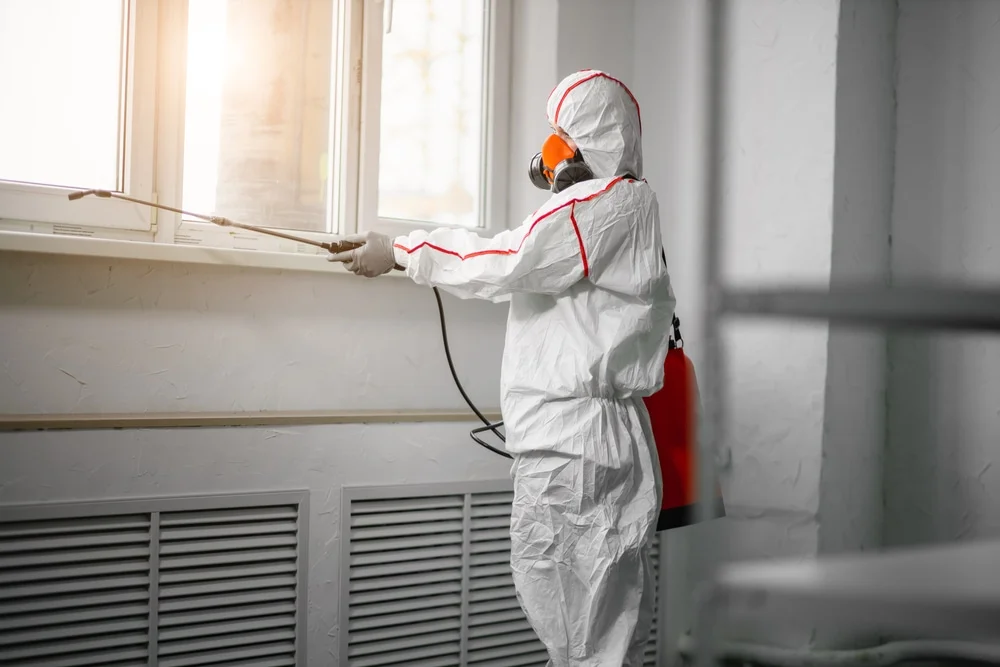 Professional mold remediation services in Townsend, DE